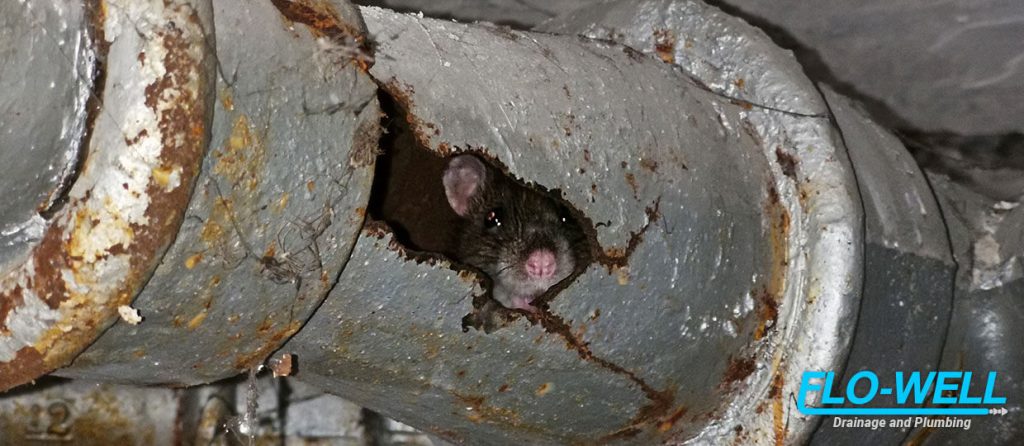 How Can I Protect My Drains From Rats?