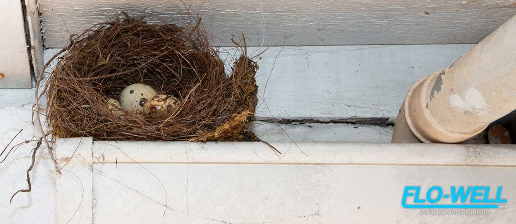 Dealing With Bird Nests in Your Gutters